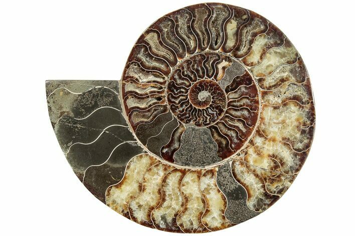 Cut & Polished Ammonite Fossil (Half) - Madagascar #233783